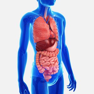Sindirim Sistemi Hastalıkları Nelerdir