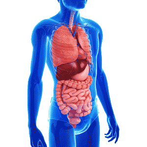 Sindirim Sistemi Hastalıkları Nelerdir