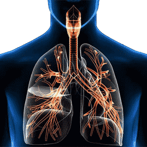 Solunum Sistemi Rahatsızlıkları ve Hastalıkları Nelerdir